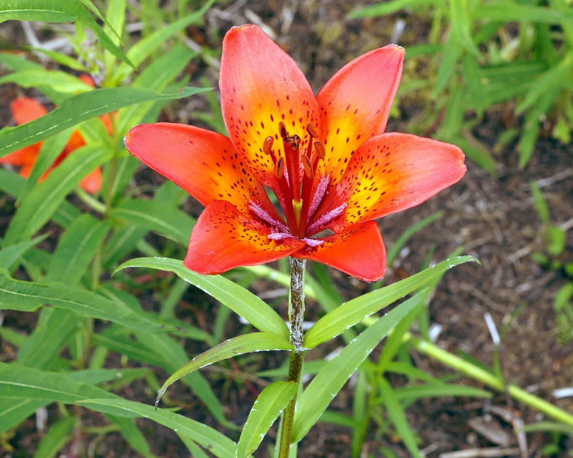 Image of Lilium pensylvanicum specimen.