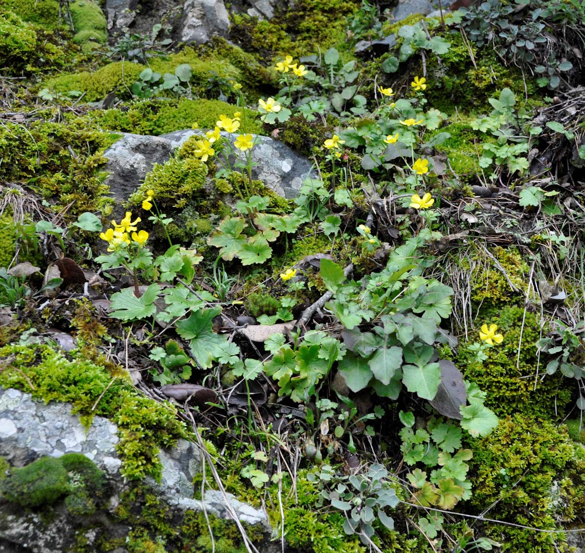 Изображение особи Ranunculus kykkoensis.