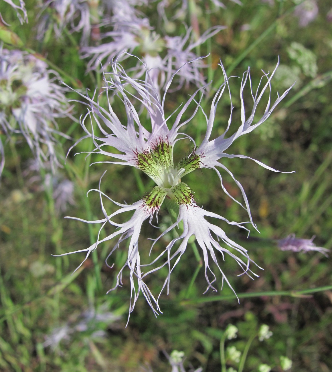 Изображение особи Dianthus superbus.