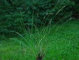 Carex juncella. Выкопанное растение. Тверская обл., Пеновский р-н, влажный луг. 27.06.2010.