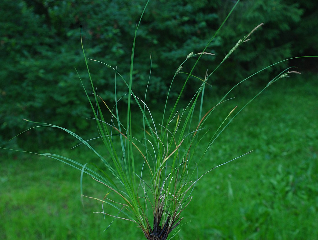 Изображение особи Carex juncella.