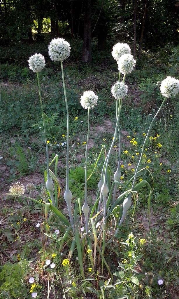 Image of Allium oschaninii specimen.