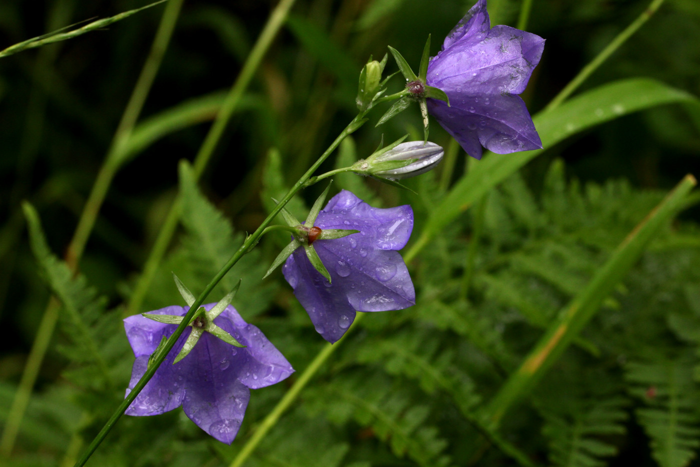 Изображение особи Campanula persicifolia.