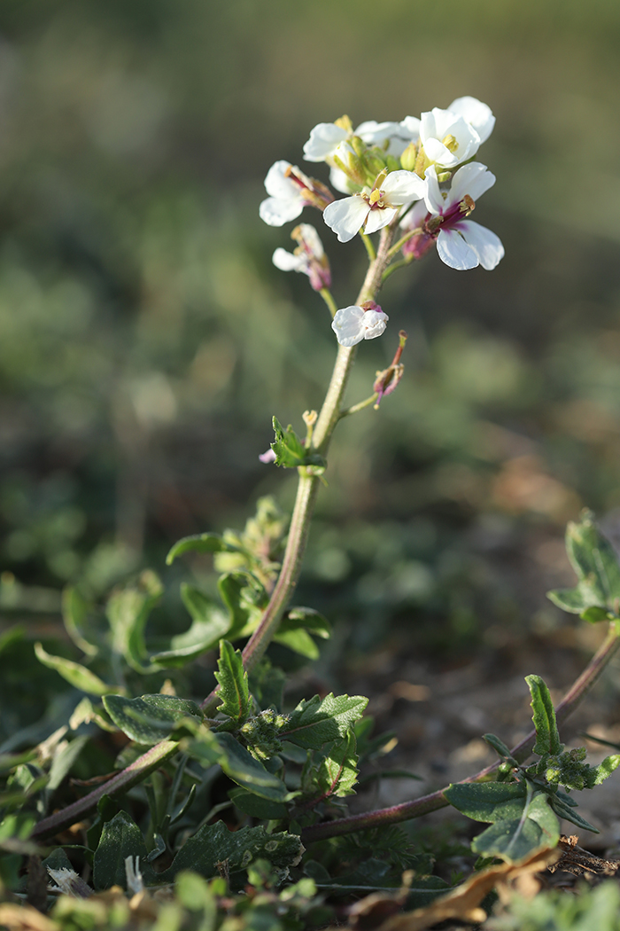 Изображение особи Diplotaxis erucoides.