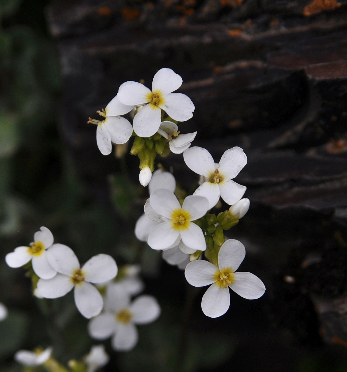 Image of Arabis caucasica specimen.