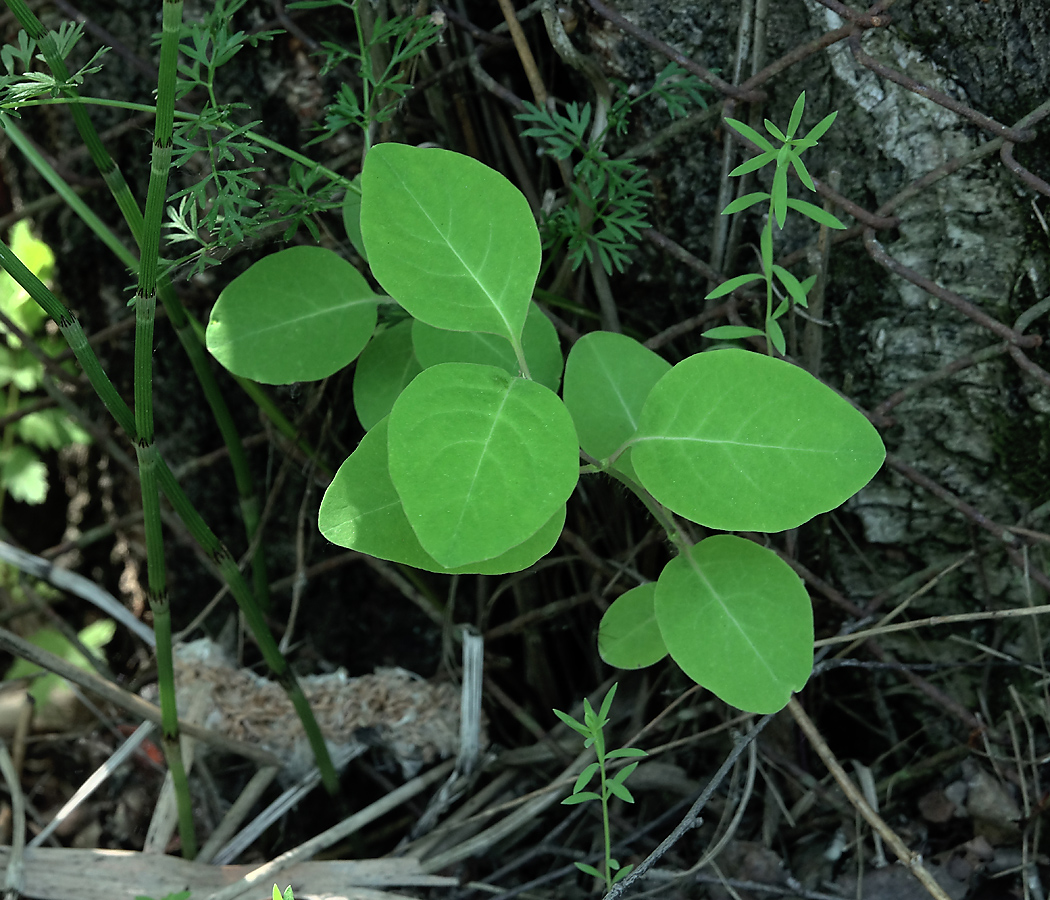 Image of Lonicera caprifolium specimen.