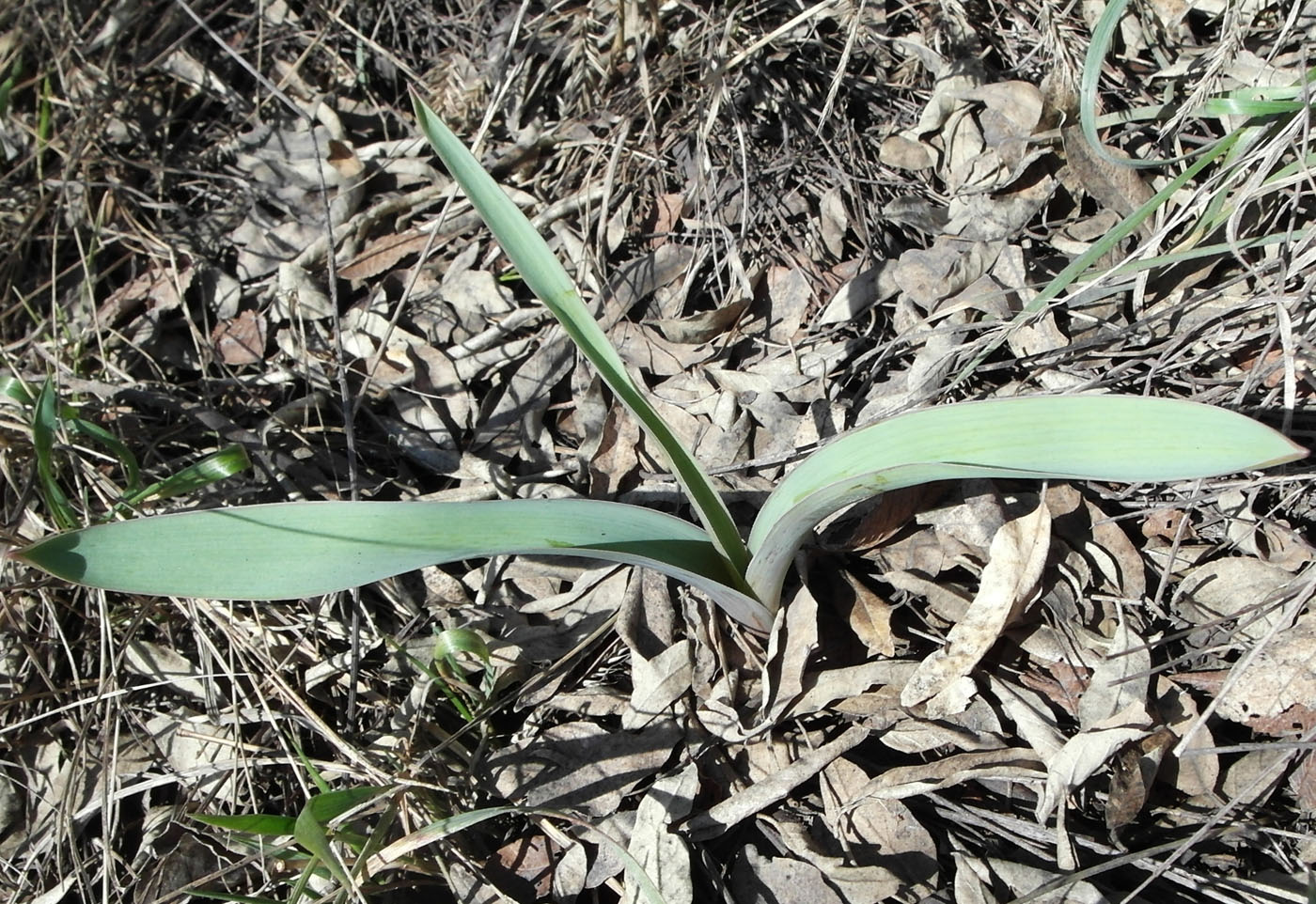 Image of Allium tulipifolium specimen.