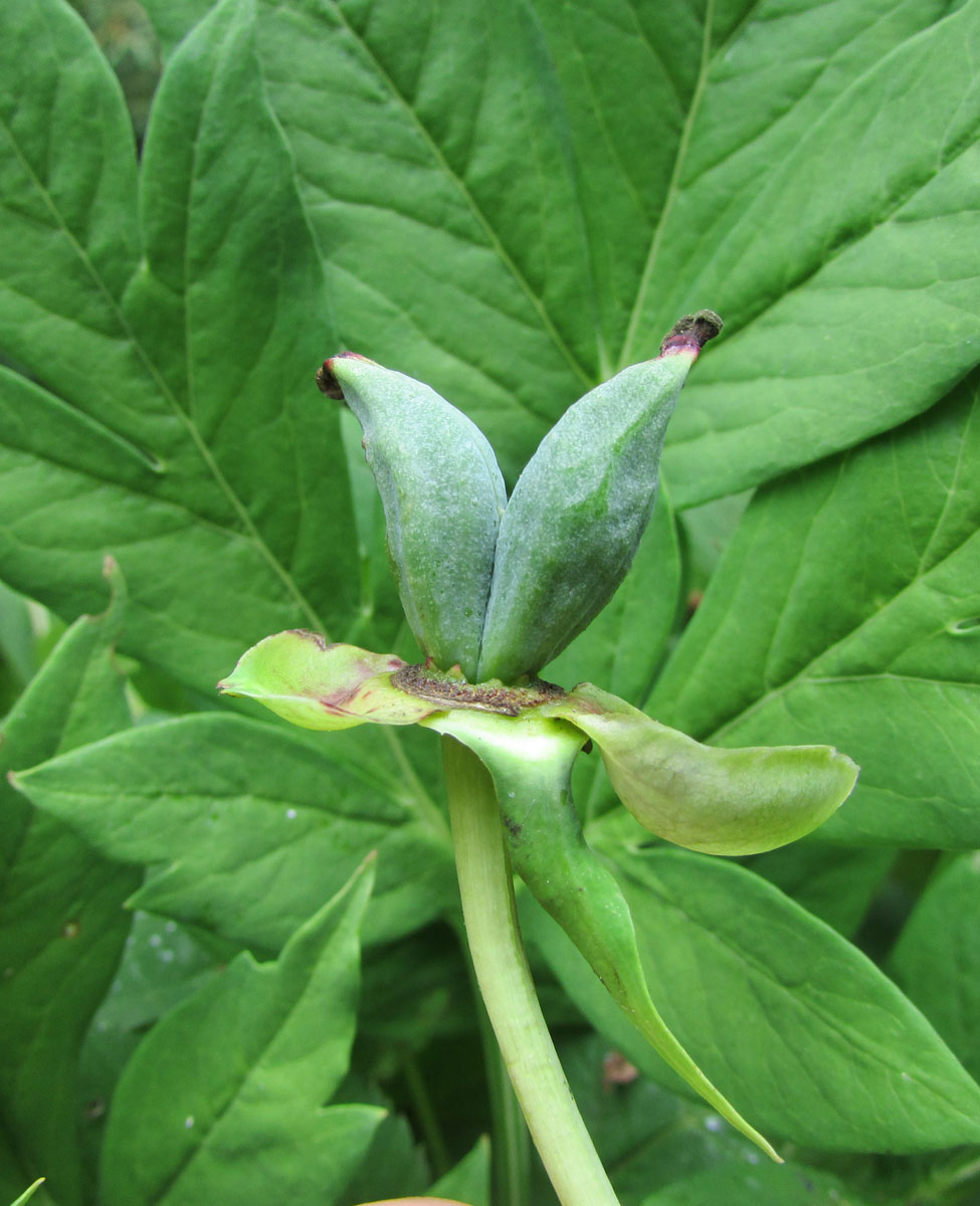 Image of Paeonia delavayi specimen.