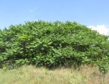 Ailanthus altissima. Заросли вегетирующих растений. Крым, Тарханкутский п-ов, балка Кипчак, среди степи. 19 июня 2019 г.