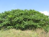 Ailanthus altissima