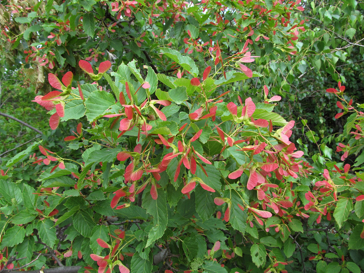 Image of Acer tataricum specimen.