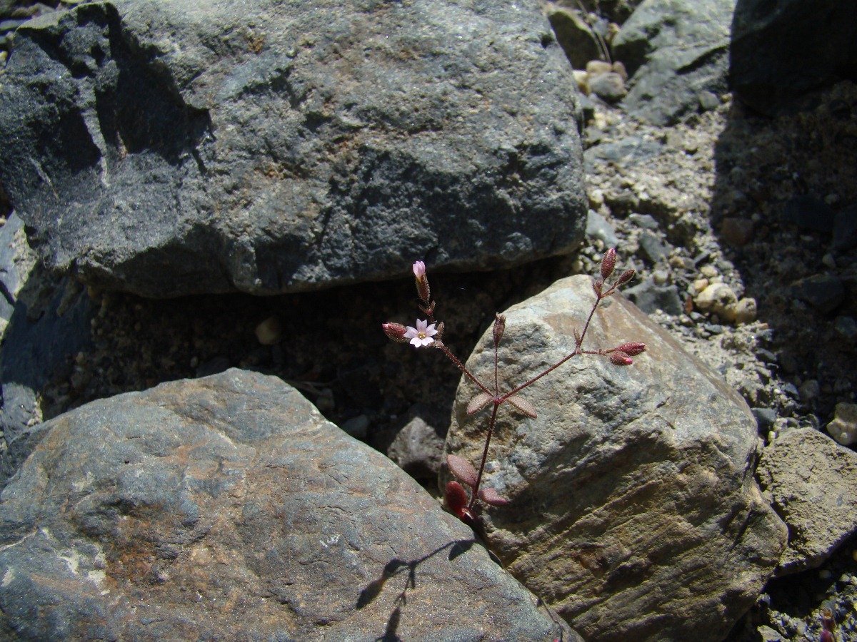 Image of Psammophiliella floribunda specimen.