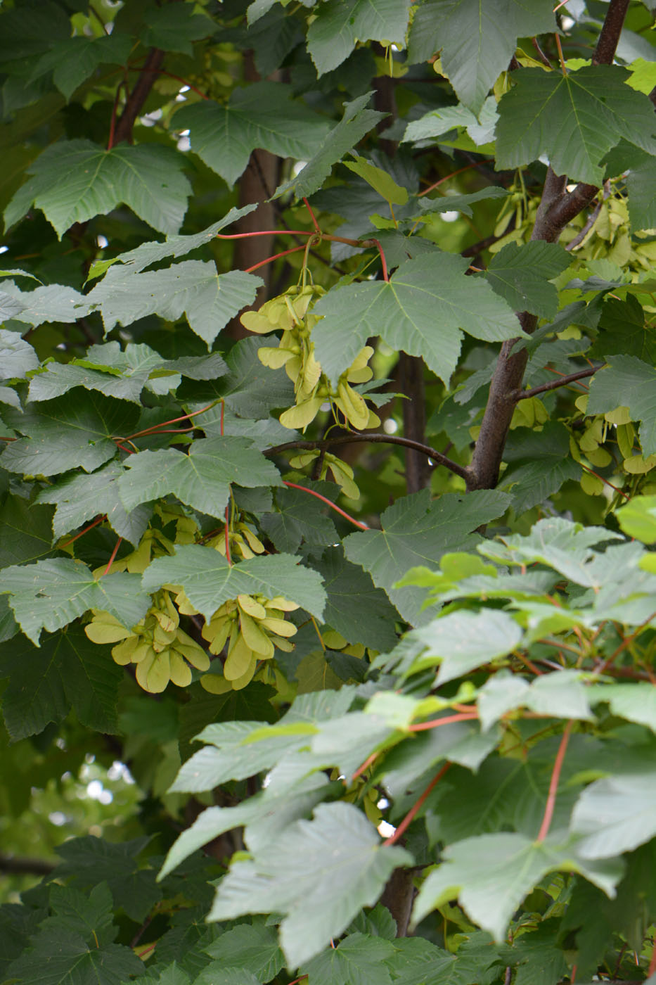 Image of Acer pseudoplatanus specimen.