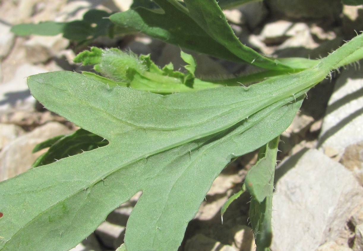 Image of Papaver litwinowii specimen.