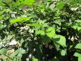 Rubus caesius. Соцветие и листья. Волгоград, ВР Ботсад, в культуре. 25.05.2019.
