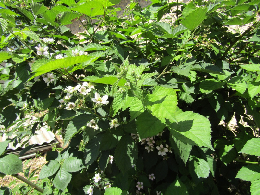 Изображение особи Rubus caesius.