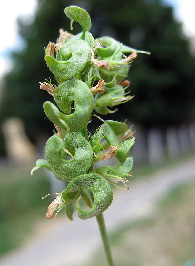 Image of Medicago × varia specimen.