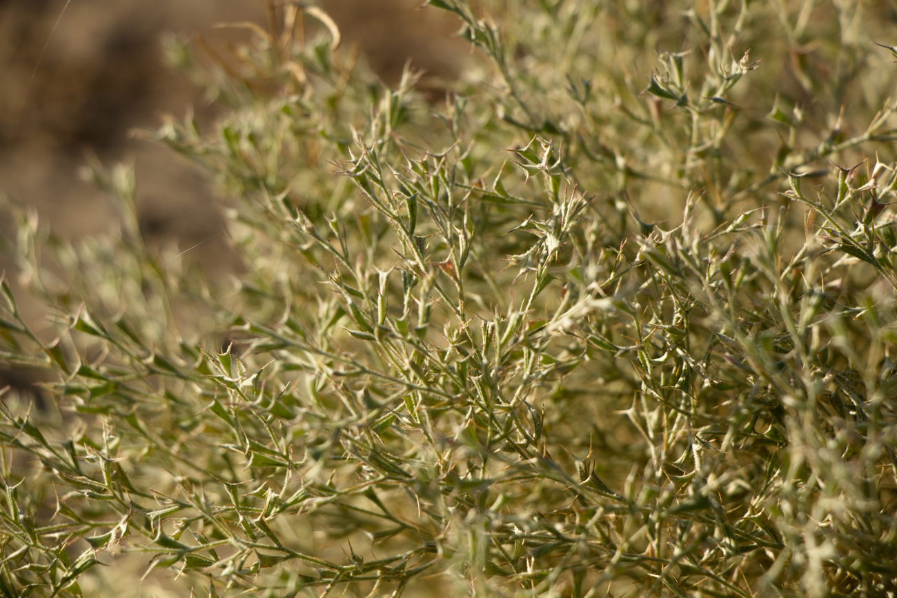 Image of Ceratocarpus arenarius specimen.