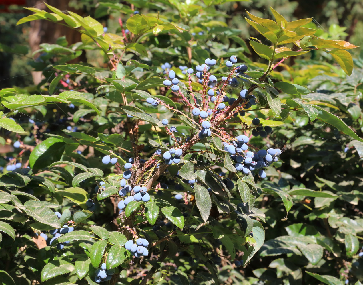 Изображение особи Mahonia aquifolium.