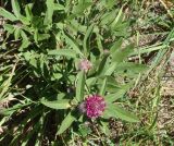 Trifolium alpestre