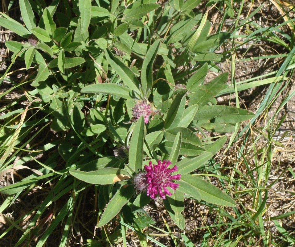 Изображение особи Trifolium alpestre.