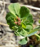 Coronilla coronata