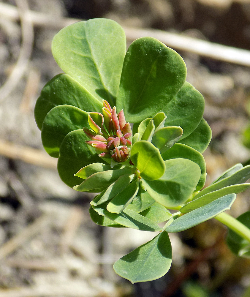 Image of Coronilla coronata specimen.