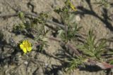 genus Potentilla. Верхушка цветущего побега. Сахалинская обл., Охинский р-н, окр. г. Оха, насыпь заброшенной ж.-д. 23.07.2017.
