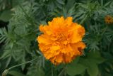 Tagetes erecta