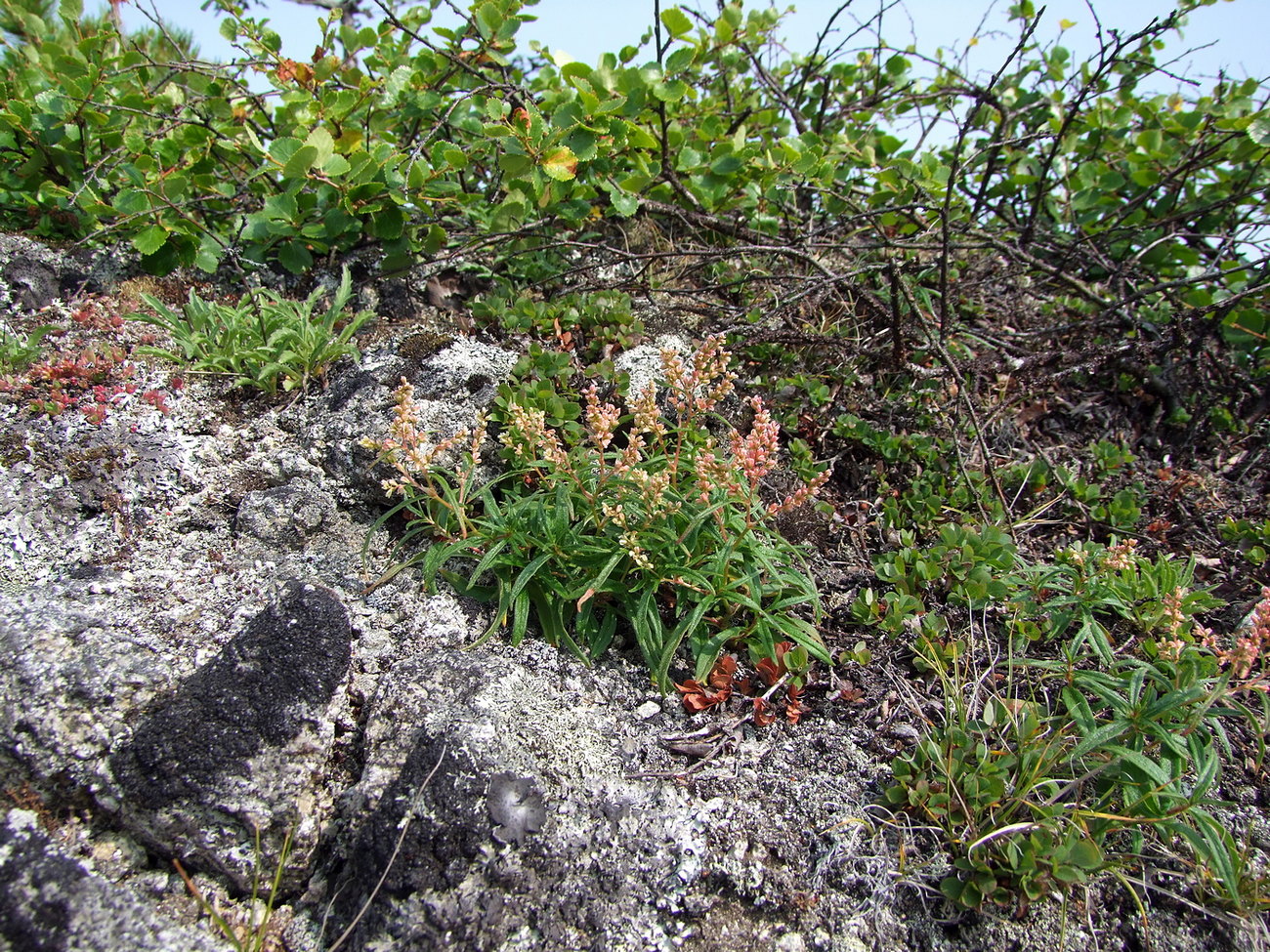 Image of Aconogonon ocreatum var. laxmannii specimen.