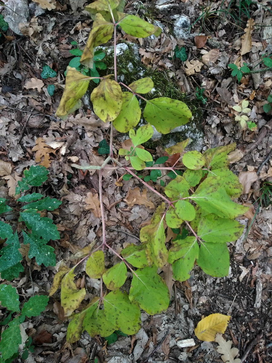 Image of Paeonia daurica specimen.