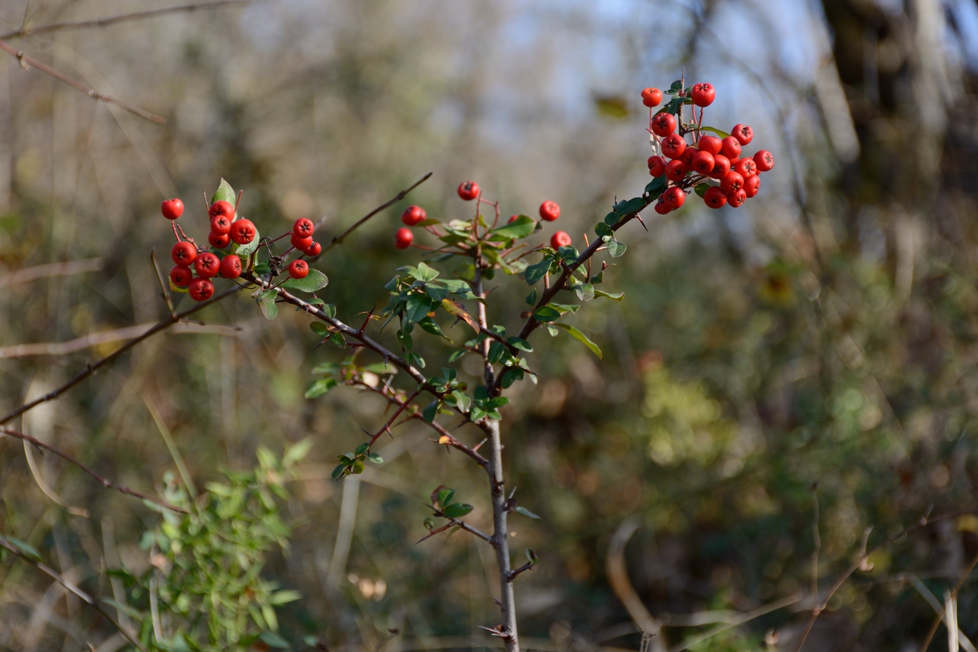 Image of Pyracantha coccinea specimen.