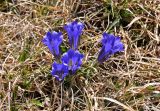 Gentiana grandiflora