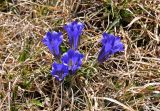 Gentiana grandiflora. Цветущее растение. Алтай, Кош-Агачский р-н, долина р. Аккаллу-Озек, ≈ 2500 м н.у.м., горная тундра. 17.06.2019.