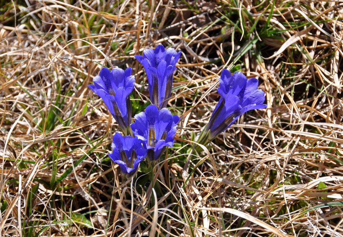 Изображение особи Gentiana grandiflora.