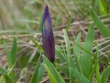 Iris pumila