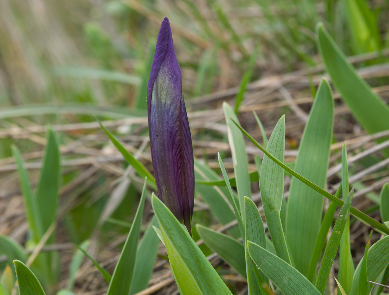 Изображение особи Iris pumila.