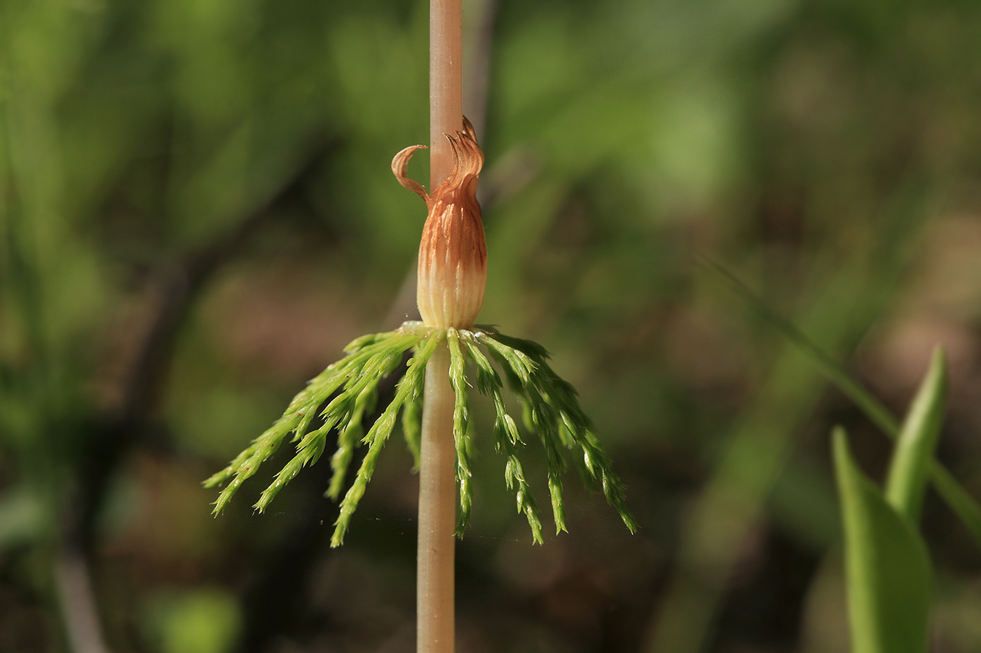 Изображение особи Equisetum sylvaticum.