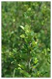 Betula humilis