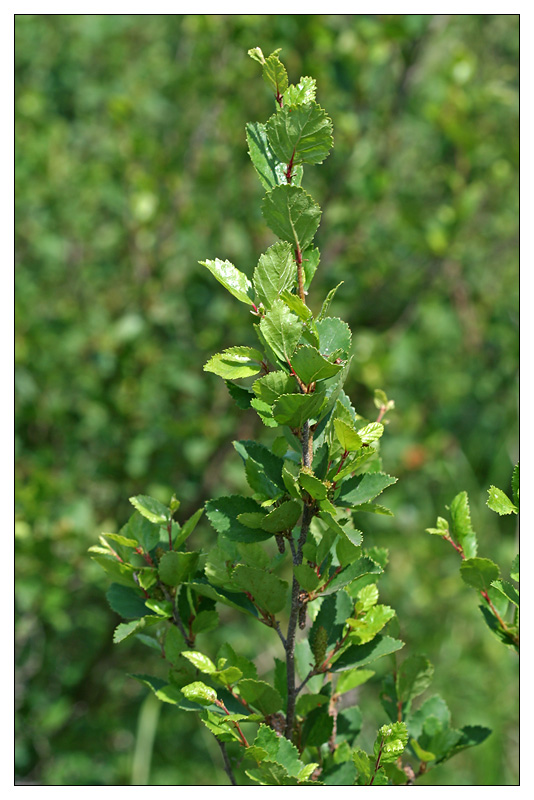 Image of Betula humilis specimen.