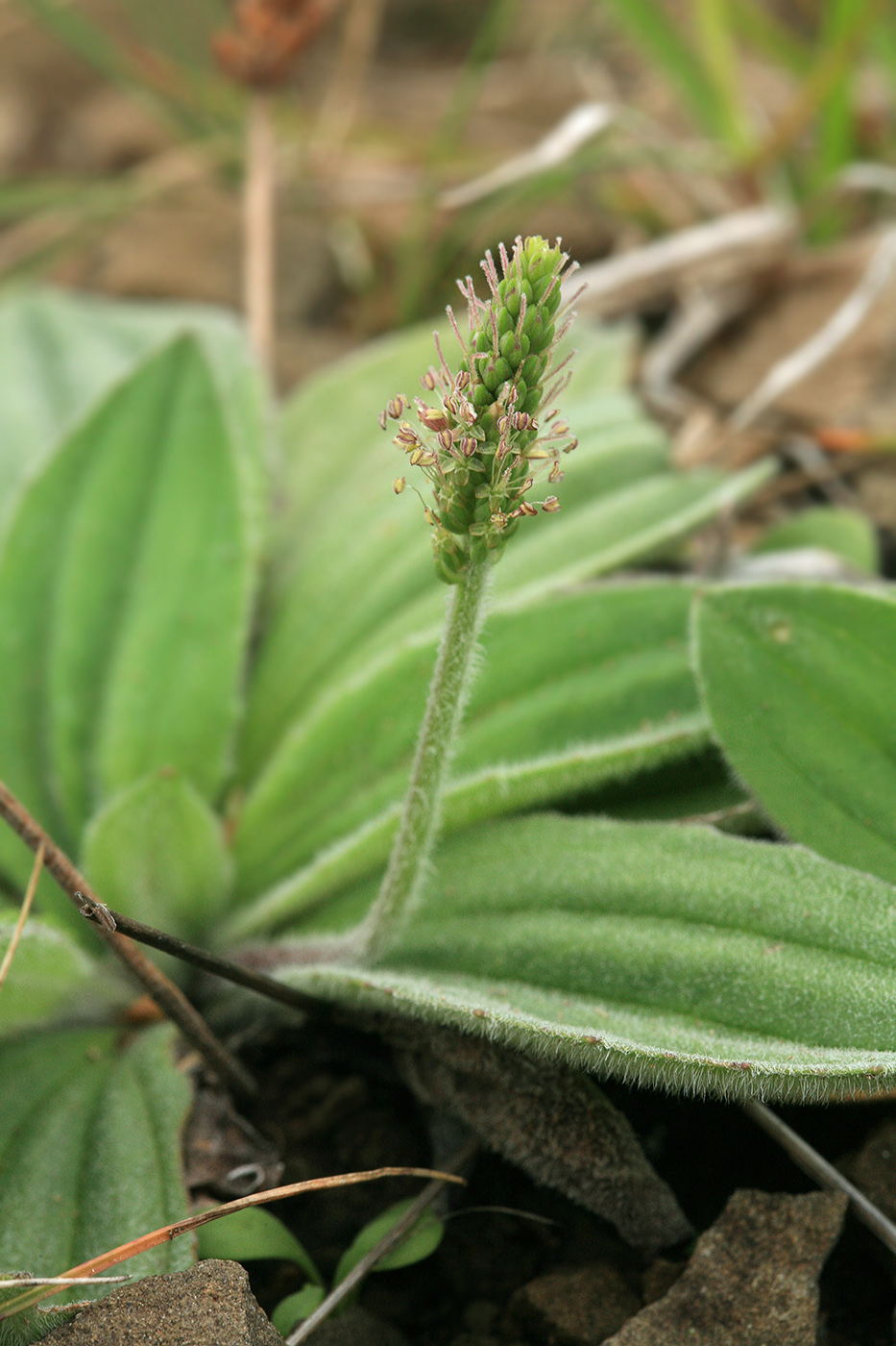 Image of Plantago camtschatica specimen.