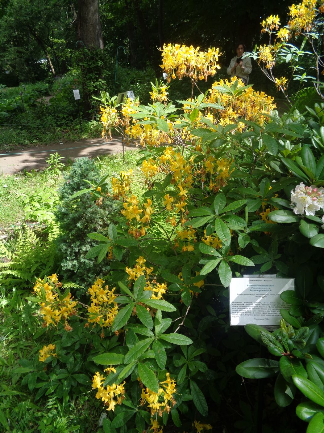 Image of Rhododendron luteum specimen.