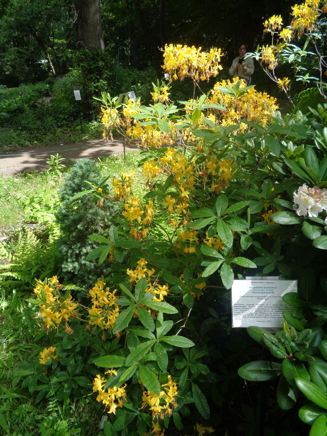 Изображение особи Rhododendron luteum.