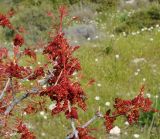 Pistacia terebinthus