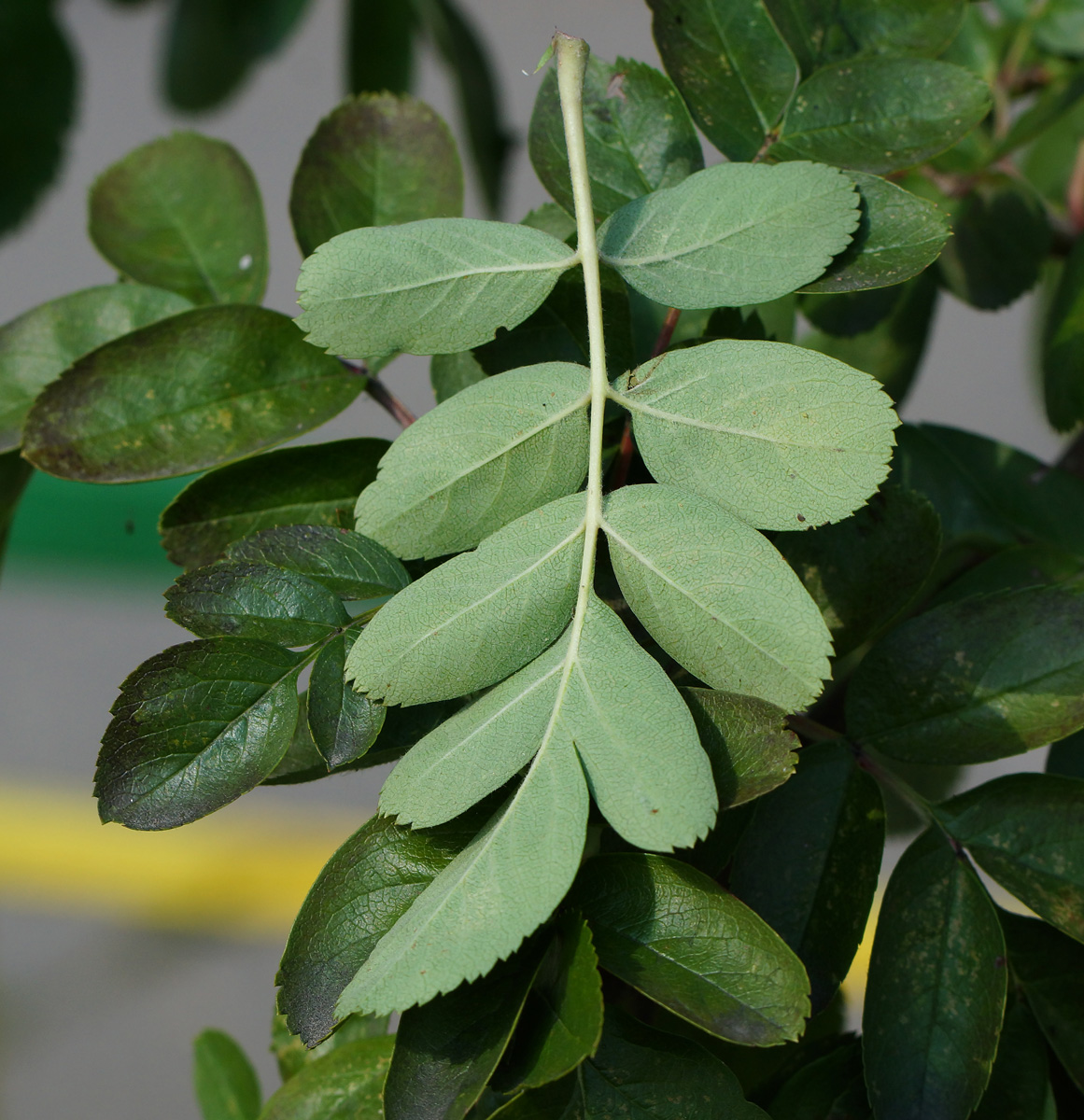 Изображение особи &times; Crataegosorbus miczurinii.