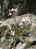 Parrya australis