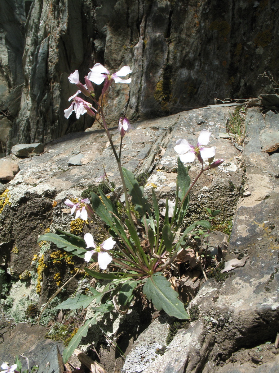 Image of Parrya australis specimen.