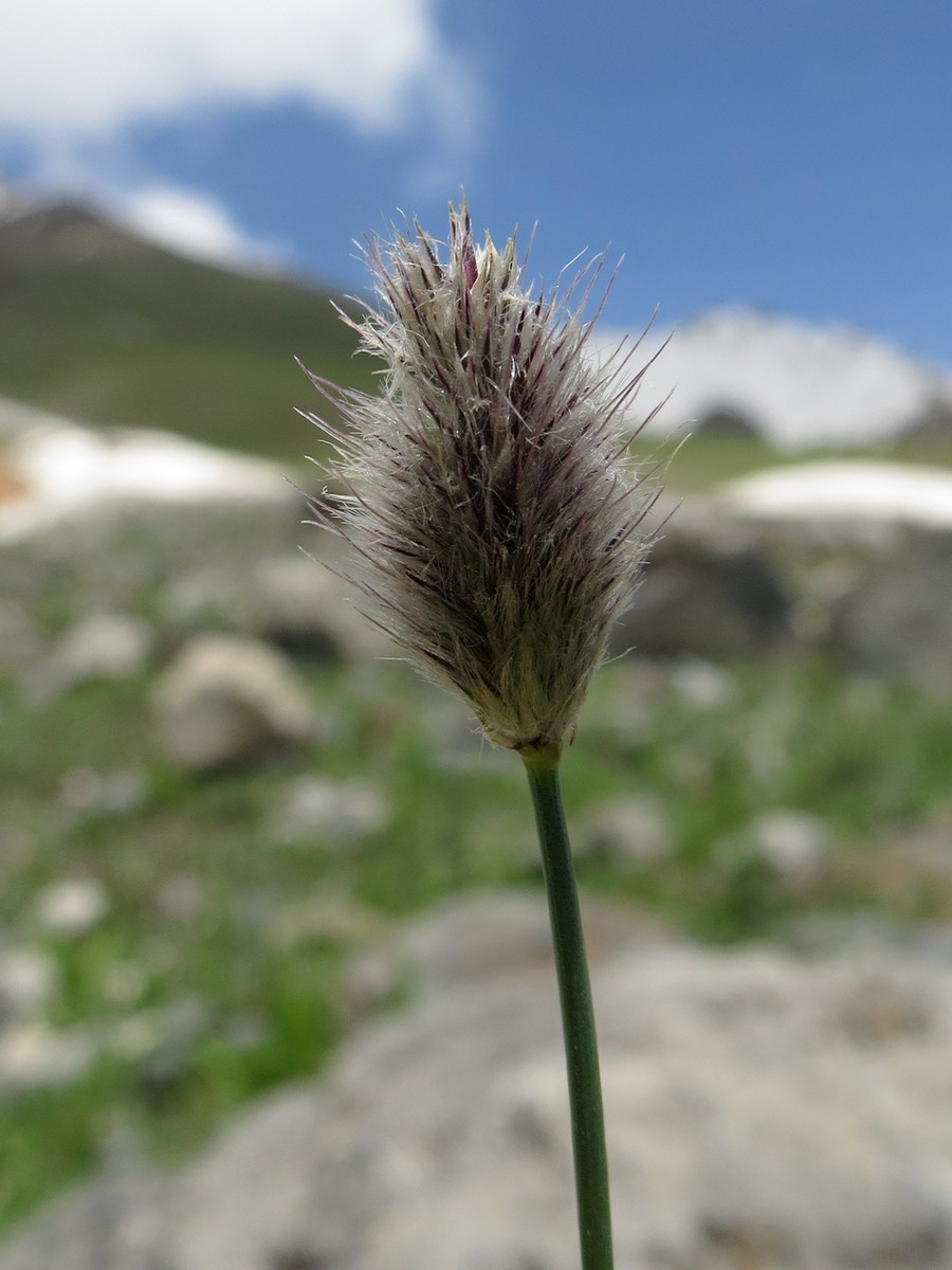 Image of Alopecurus himalaicus specimen.