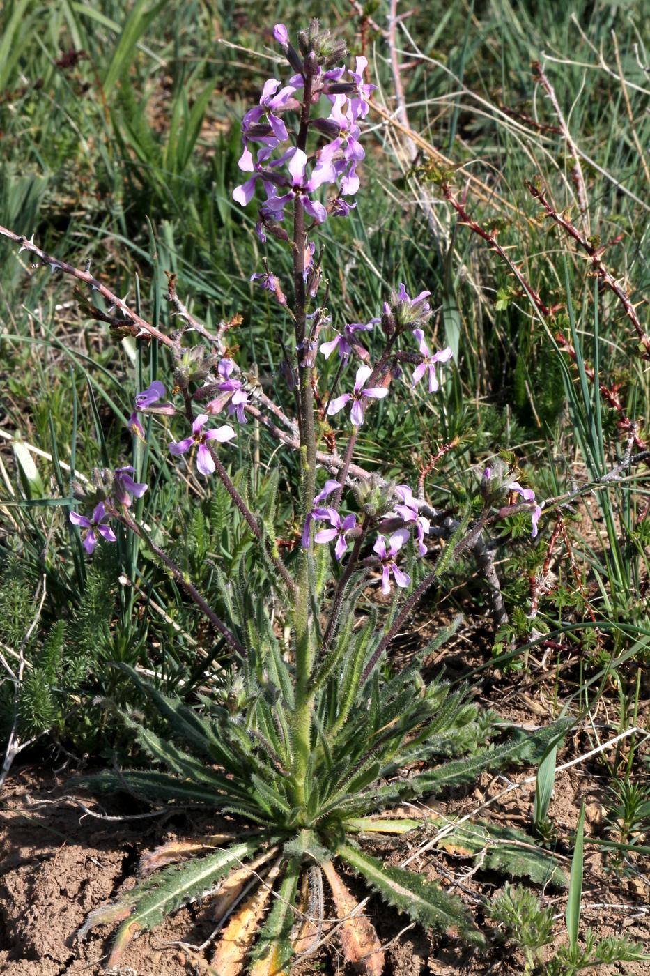 Image of Parrya khorasanica specimen.