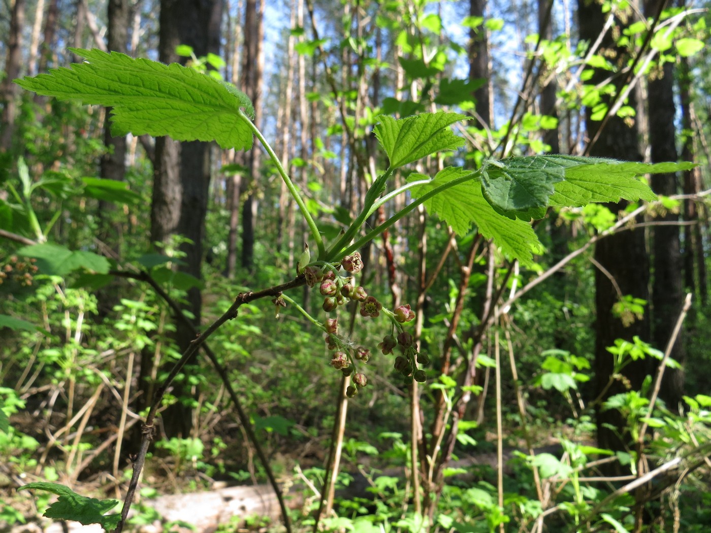 Image of Ribes atropurpureum specimen.